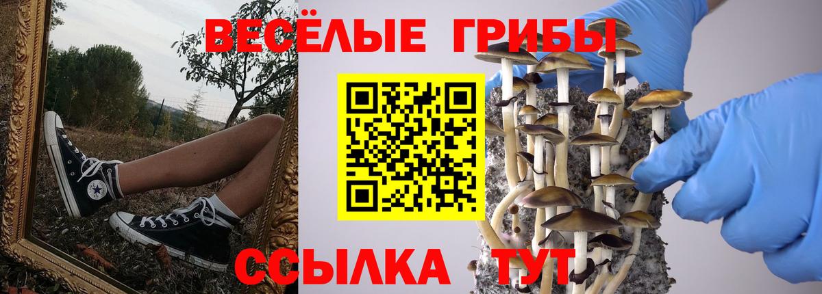 Псилоцибиновые грибы мицелий  Вход с VPN  Георгиевск  Псилоцибиновые грибы Psilocybine cubensis 